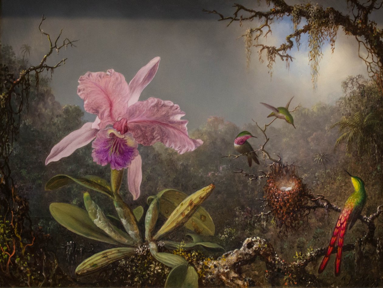 Orchidea Cattelya e tre colibrì brasiliani da Martin Johnson Heade