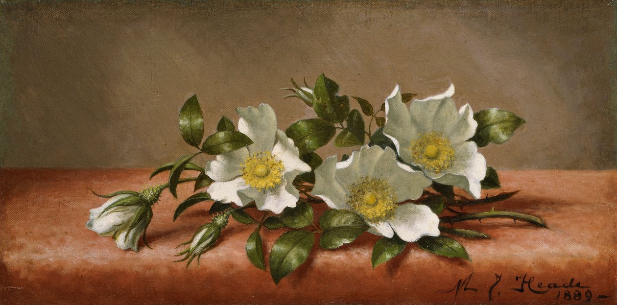 Rose Cherokee da Martin Johnson Heade