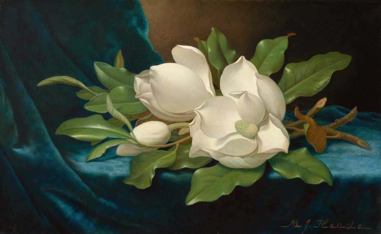 Magnolie giganti su un panno di velluto blu da Martin Johnson Heade