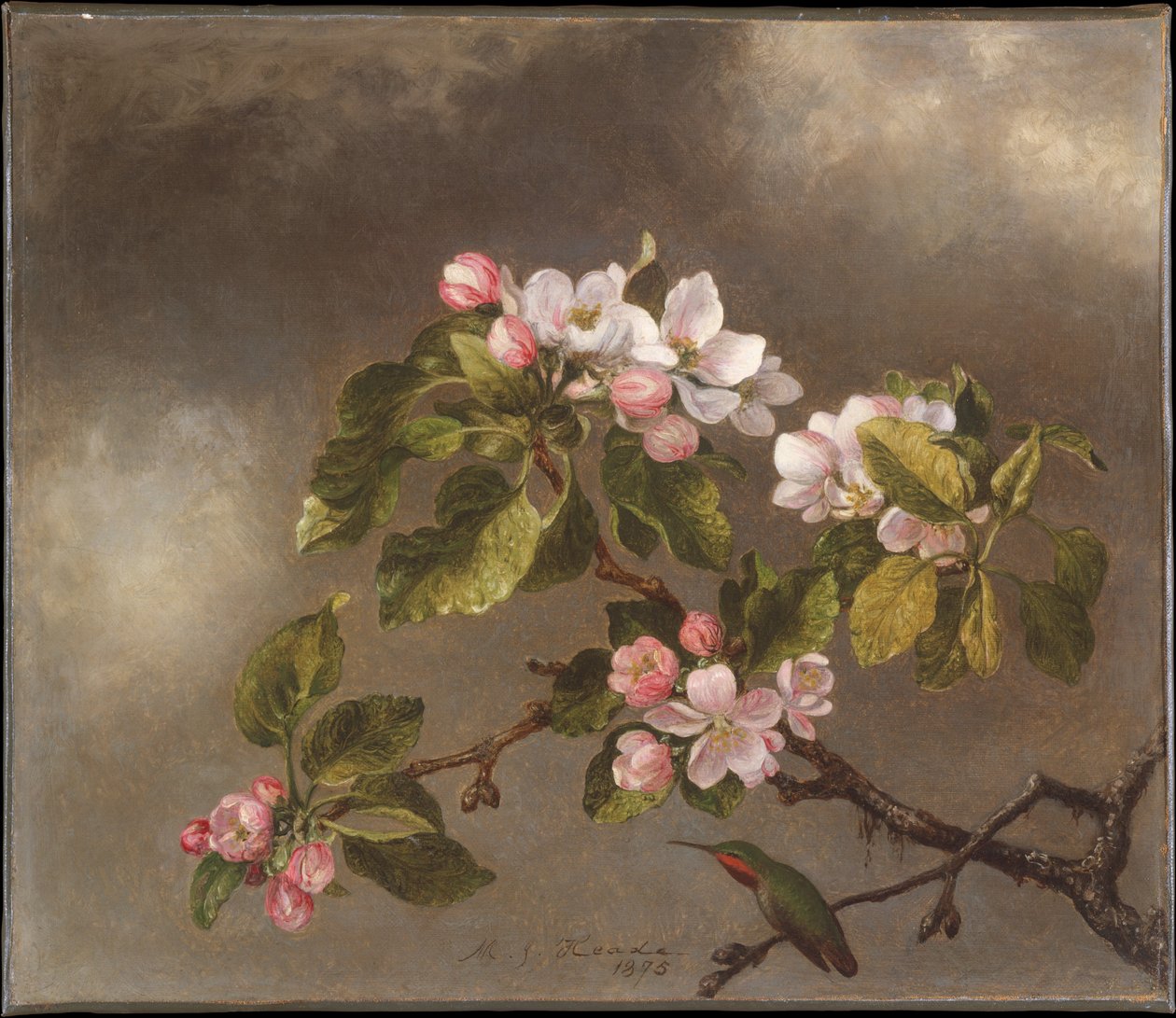 Colibrì e fiori di melo da Martin Johnson Heade