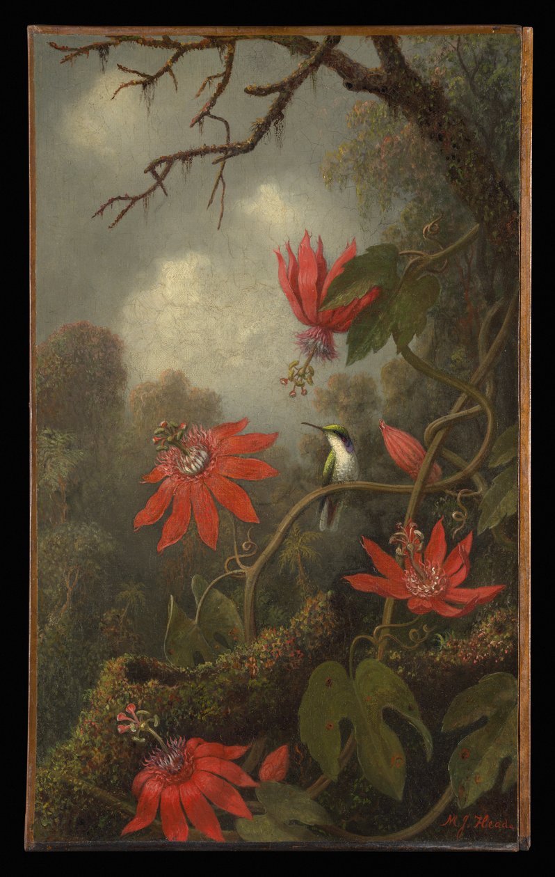 Colibrì e fiori della passione da Martin Johnson Heade
