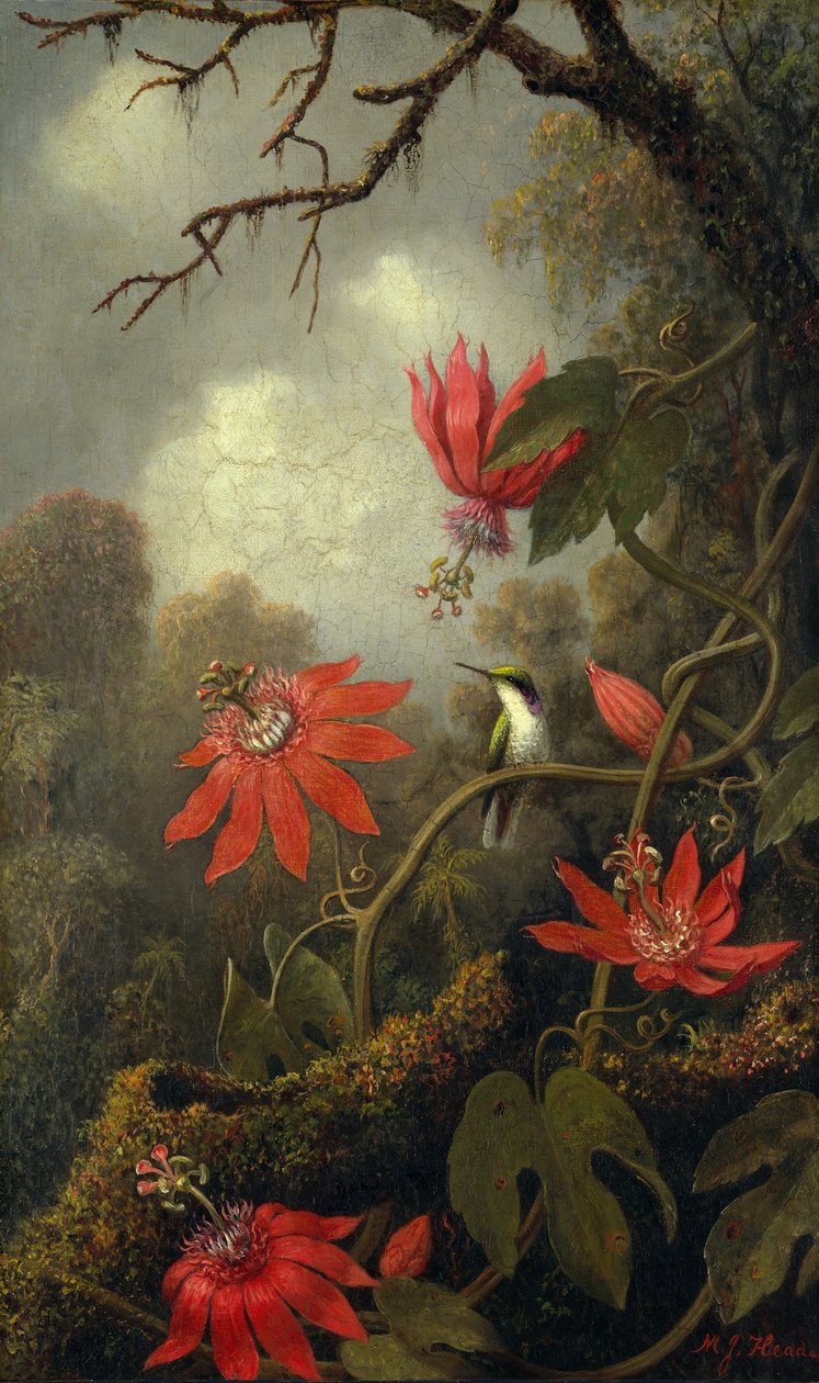 Colibrì e fiori della passione, ca. 1875-85 da Martin Johnson Heade