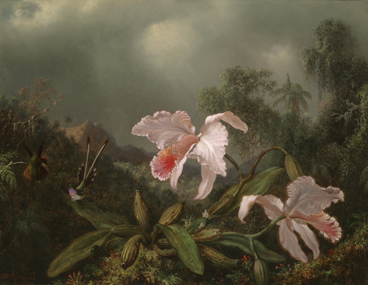 Orchidee della giungla e colibrì da Martin Johnson Heade