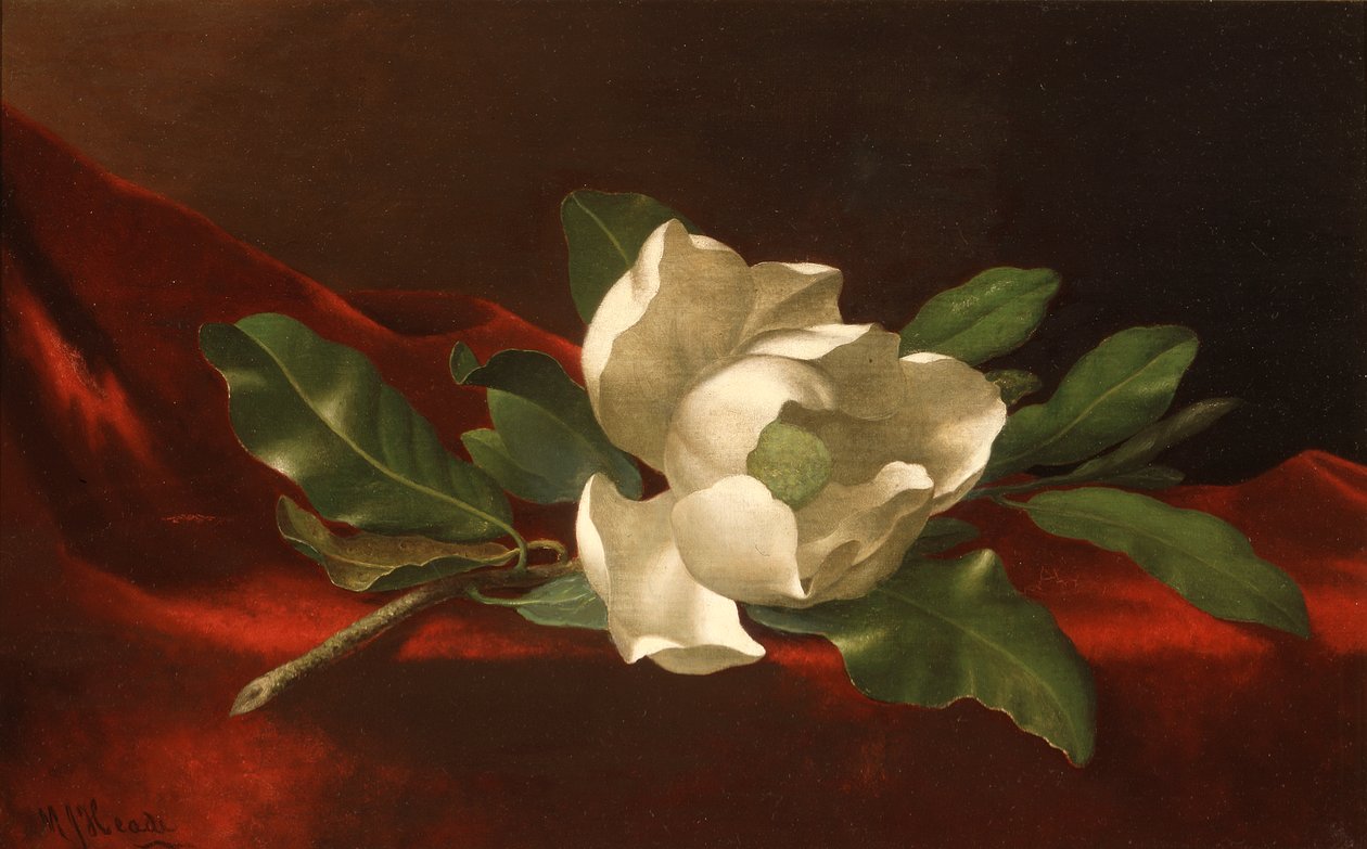 Magnolia da Martin Johnson Heade