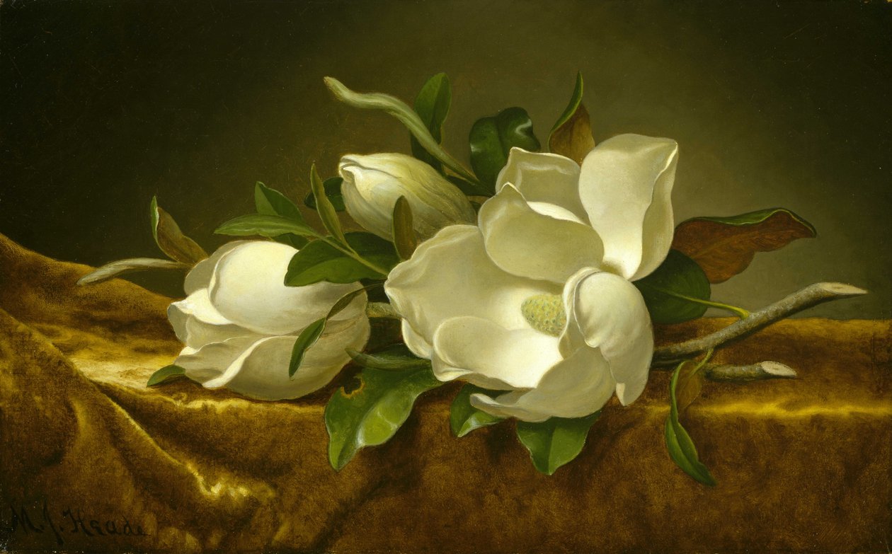 Magnolie su tessuto di velluto dorato da Martin Johnson Heade