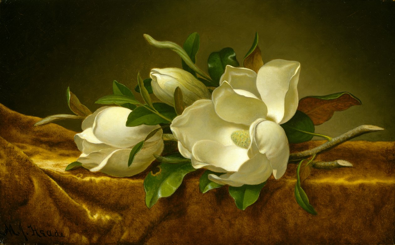 Magnolie su Velluto Dorato, c.1888-90 da Martin Johnson Heade