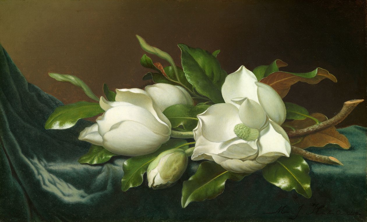 Magnolie su Panno di Velluto Azzurro Chiaro da Martin Johnson Heade