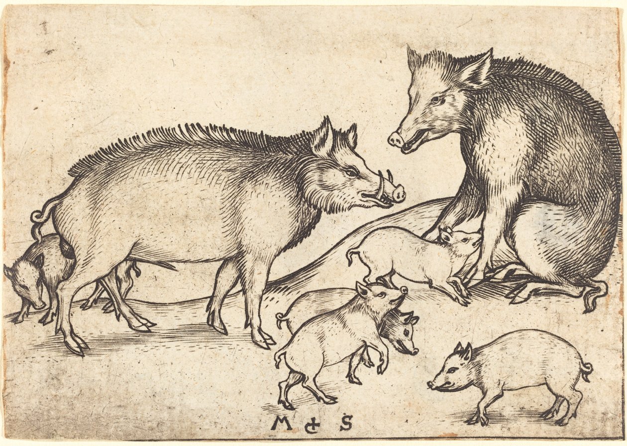 Famiglia di maiali da Martin Schongauer