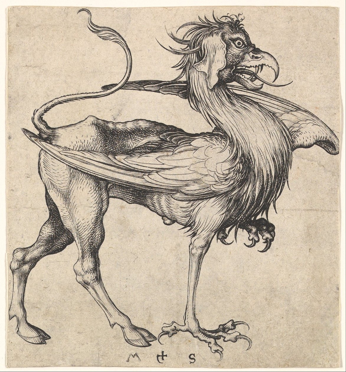 Grifone da Martin Schongauer