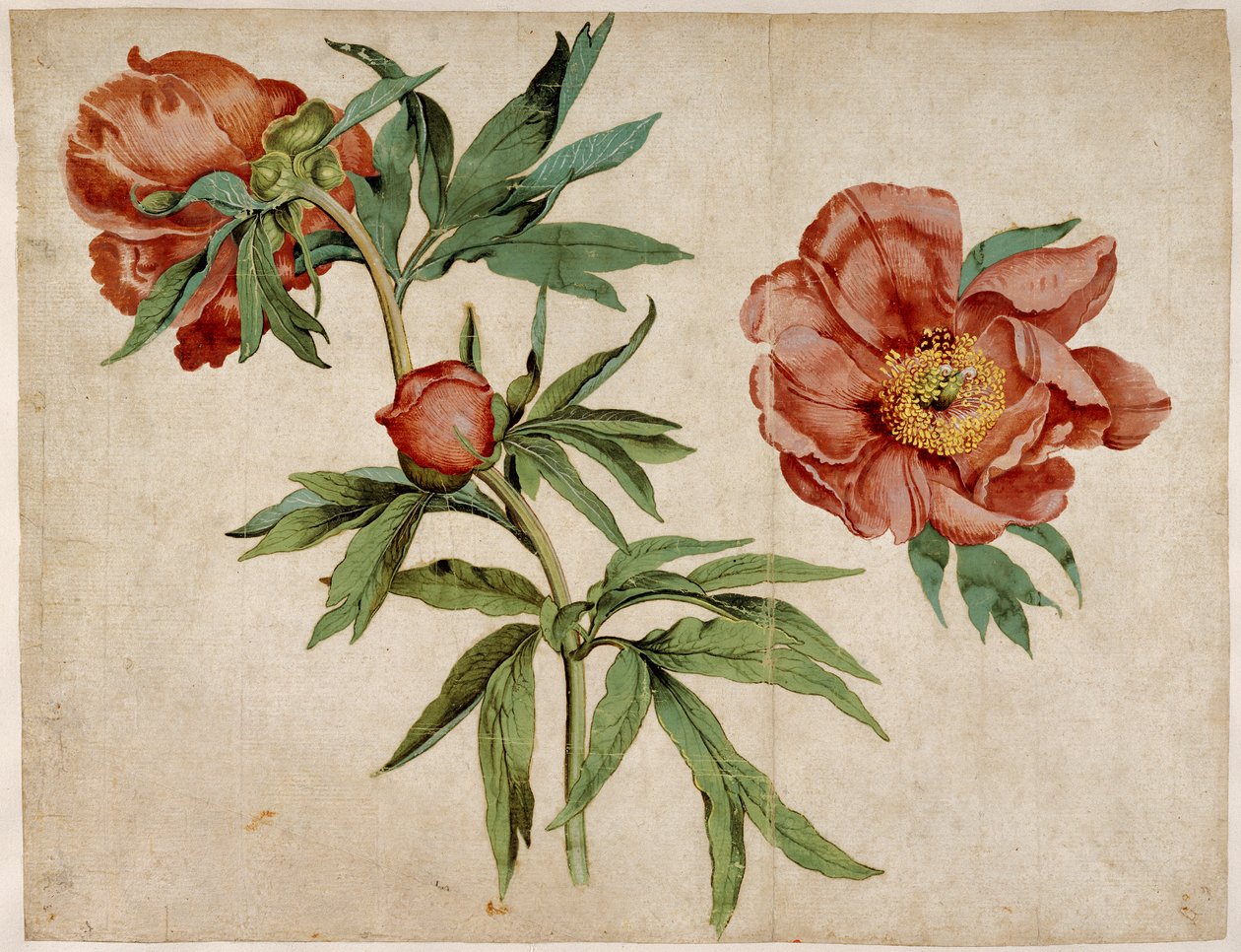 Studio di peonie da Martin Schongauer