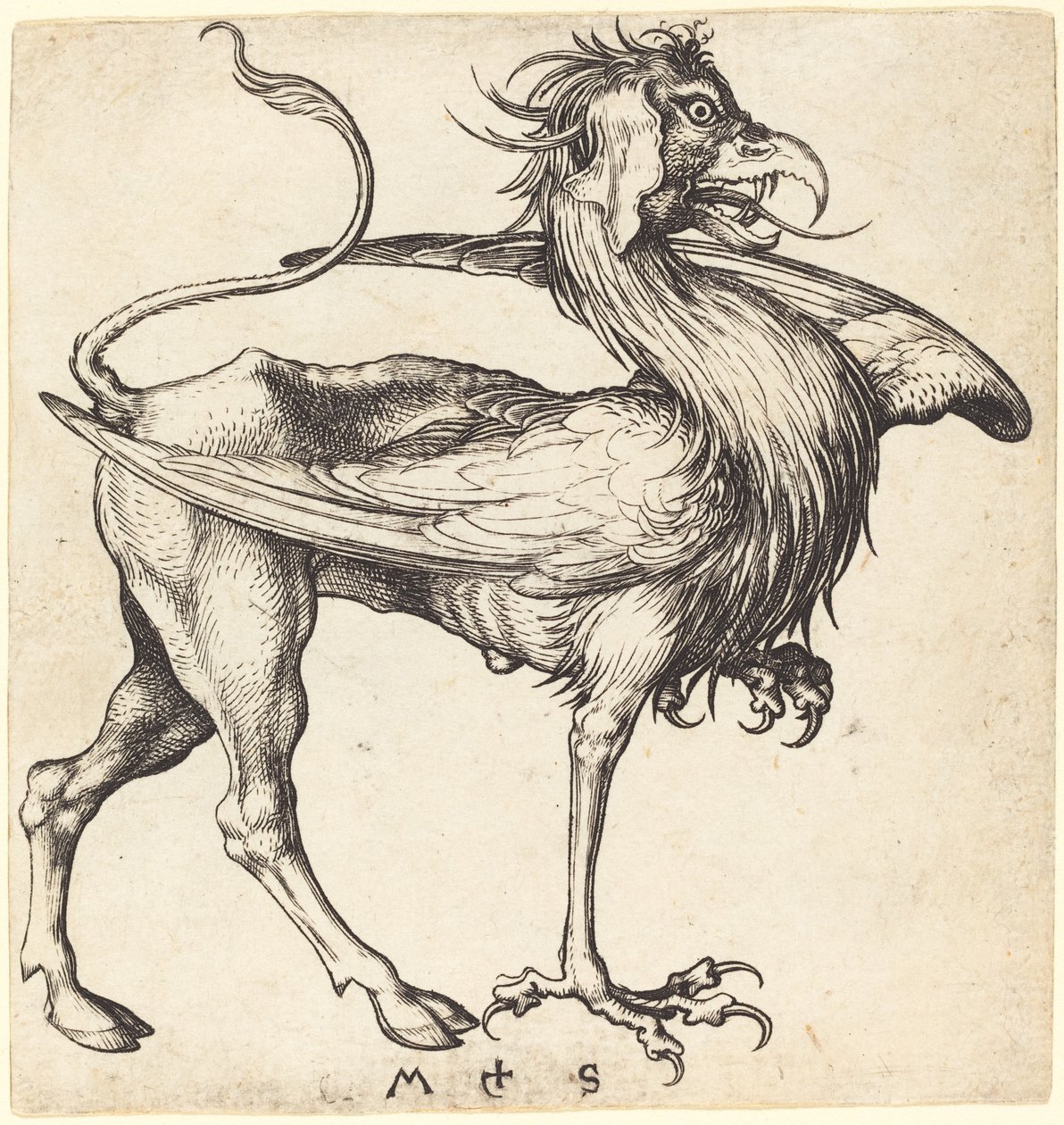 Il grifone da Martin Schongauer