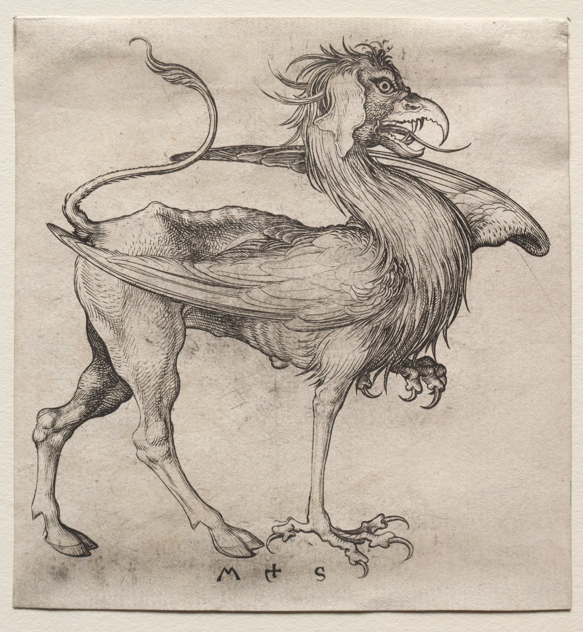 Il grifone da Martin Schongauer