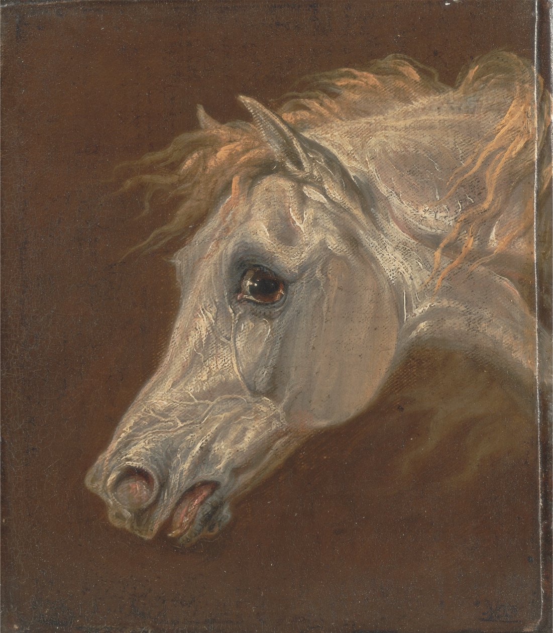 Testa di un cavallo arabo grigio da Martin Theodore Ward