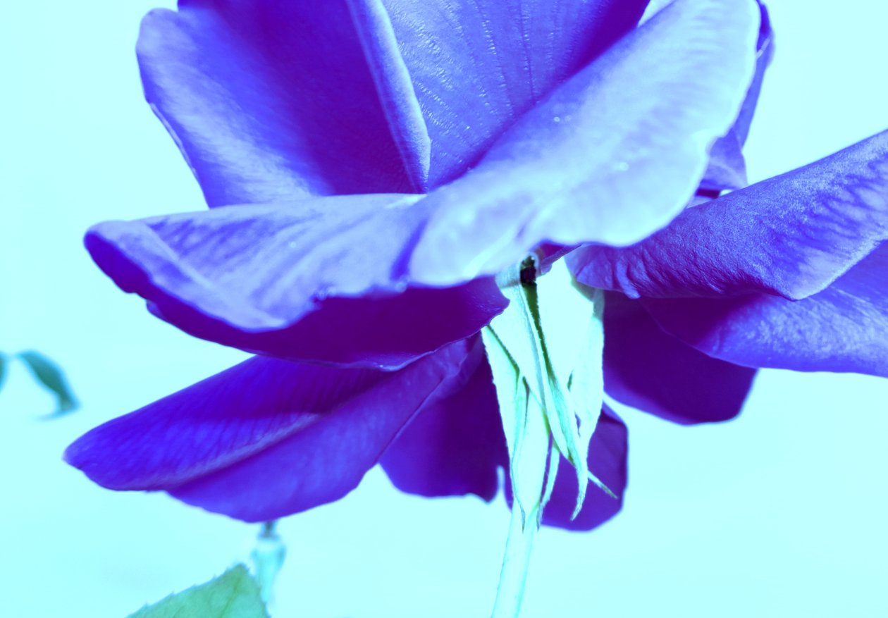 Rosa blu da Martina Konitzky