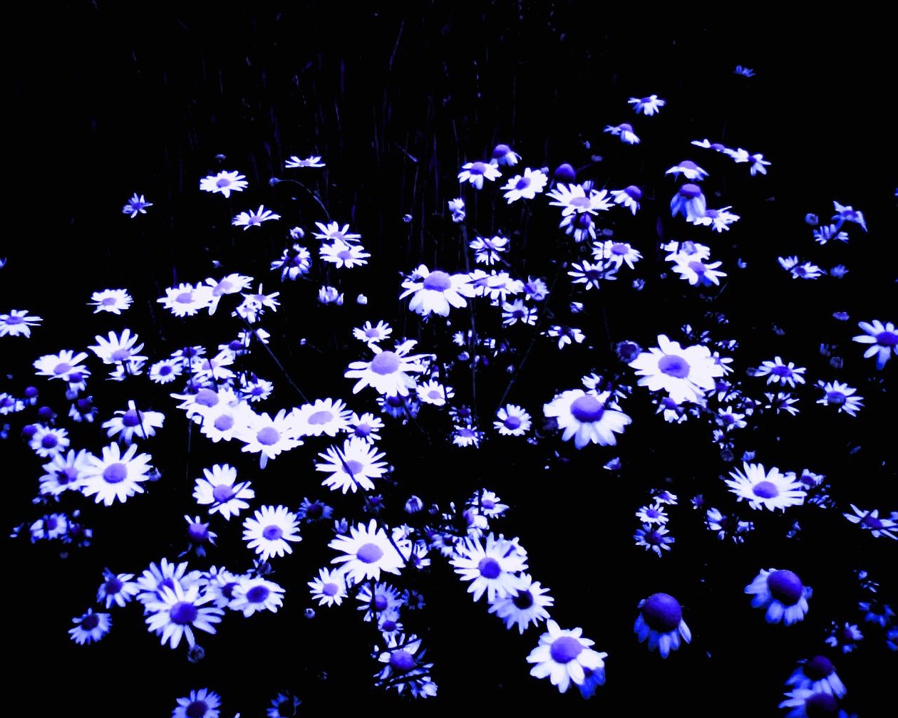 Fiori al bordo del campo da Martina Konitzky