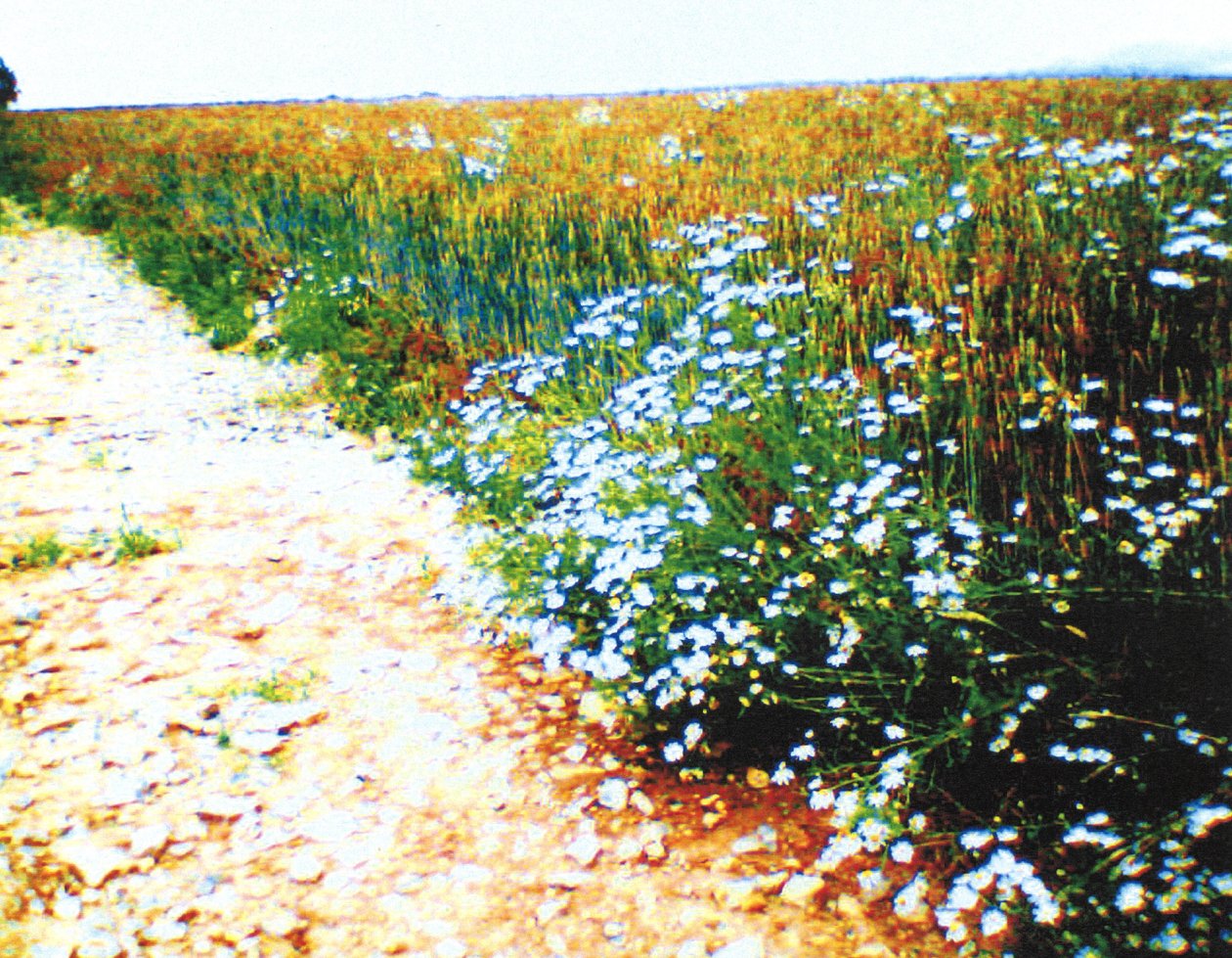 Sentiero di campagna da Martina Konitzky