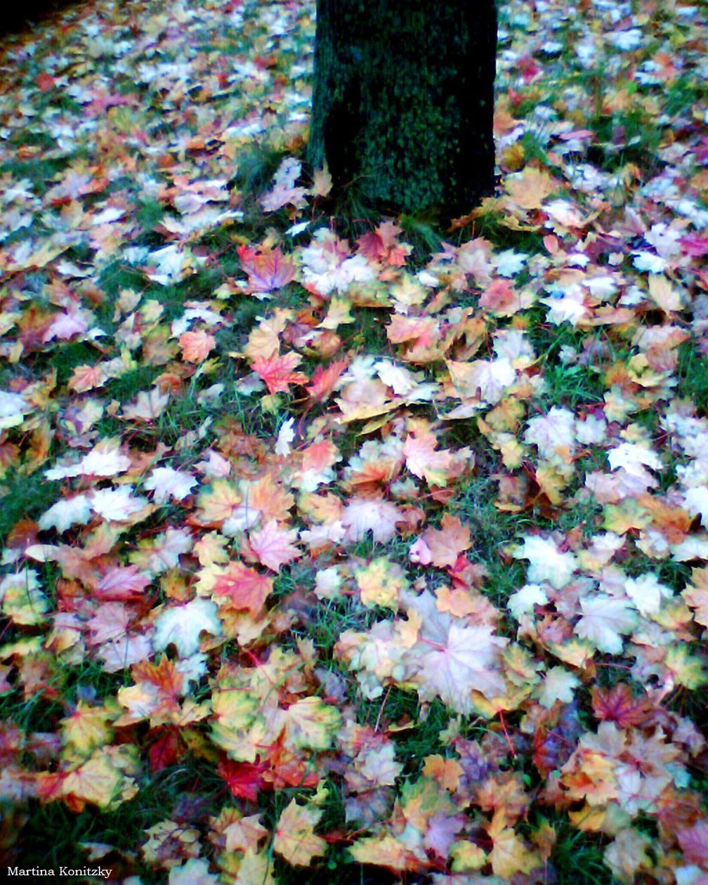 Autunno da Martina Konitzky