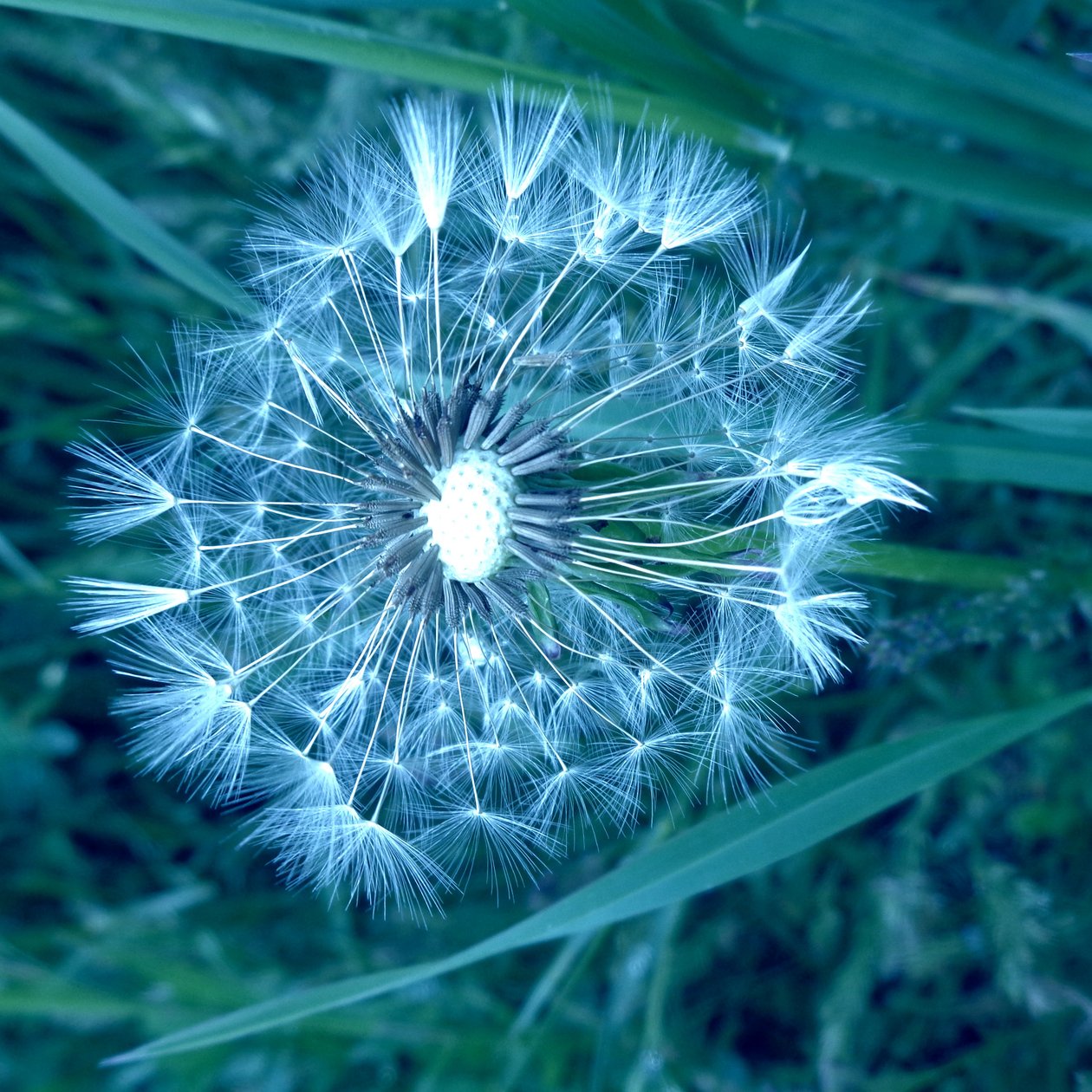 Dente di Leone da Martina Konitzky
