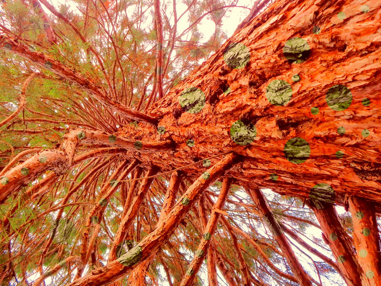 Sequoia punteggiata da Martina Konitzky