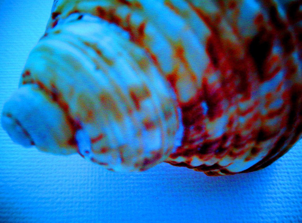 Conchiglia da Martina Konitzky