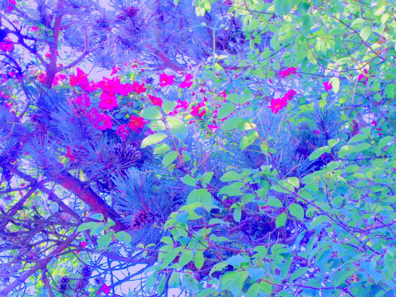 Piante da Martina Konitzky