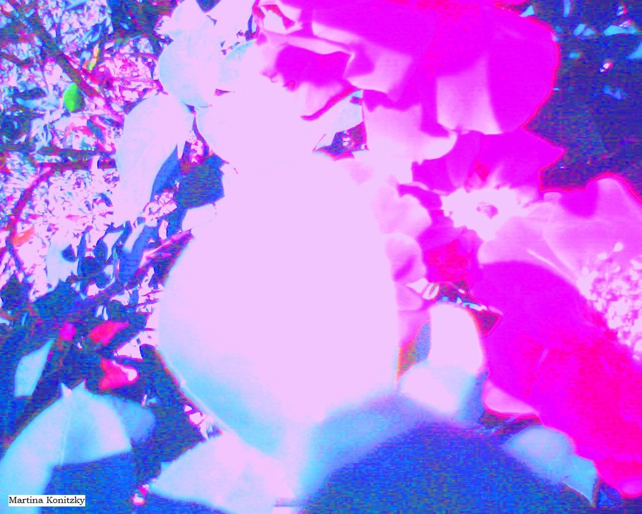 Rose da Martina Konitzky