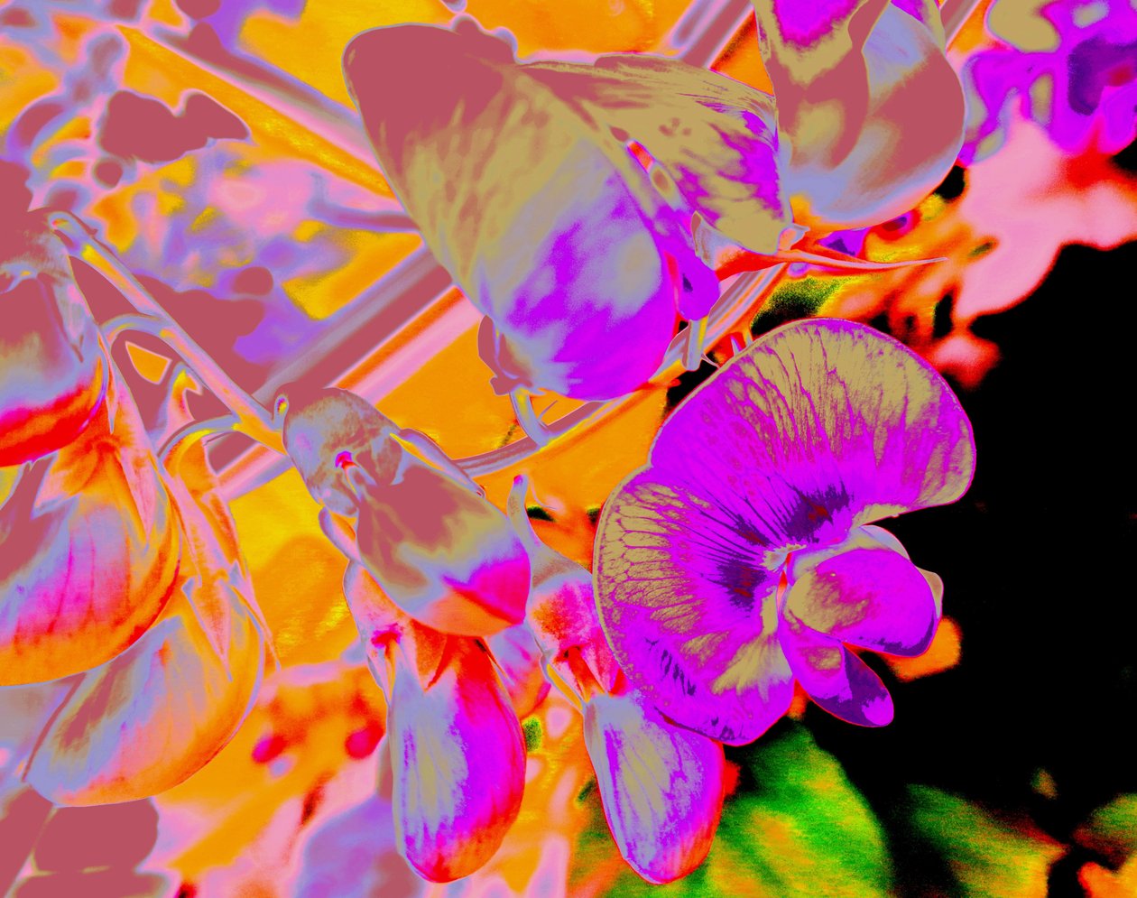 Fiori Estivi da Martina Konitzky