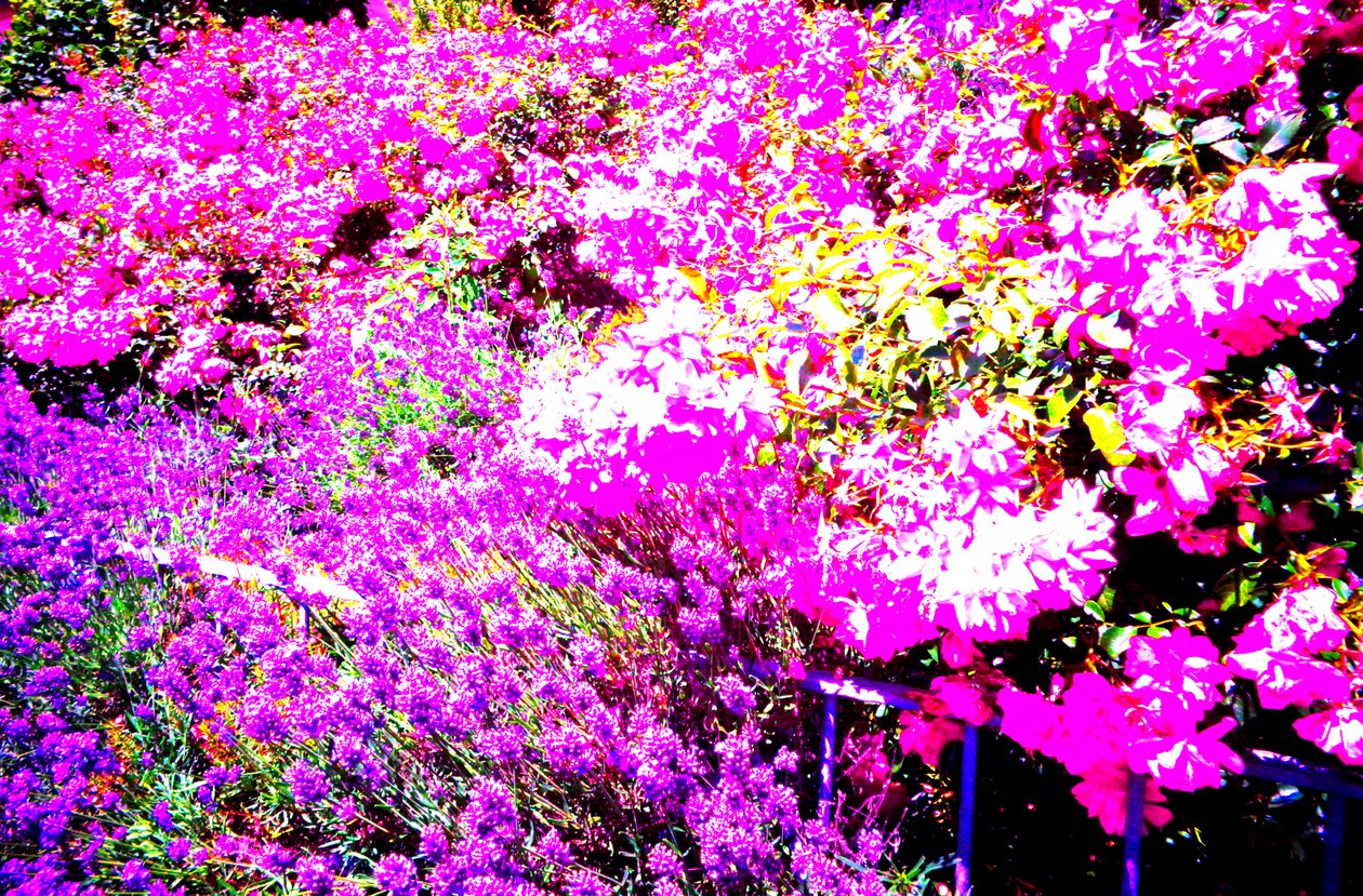 Giardino anteriore con rose e lavanda da Martina Konitzky