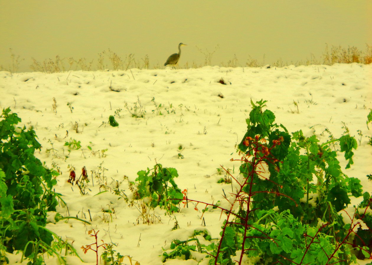 Neve da Martina Konitzky