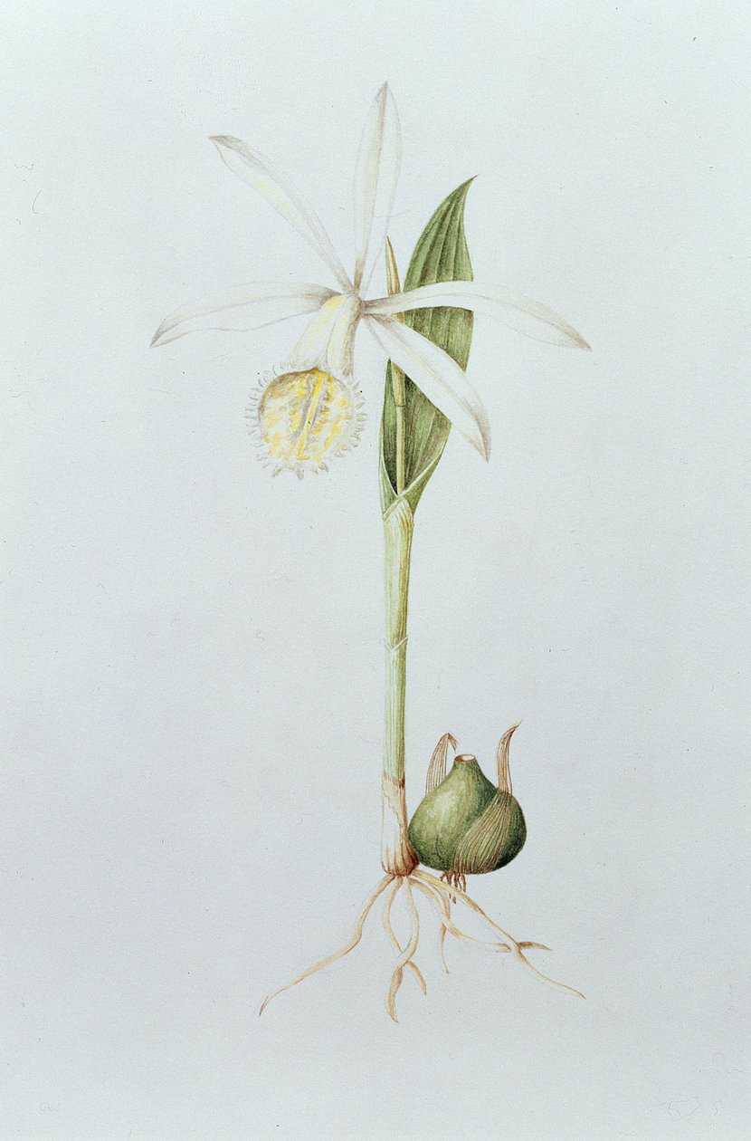 Pleione Formosana Alba da Mary Kenyon-Slaney