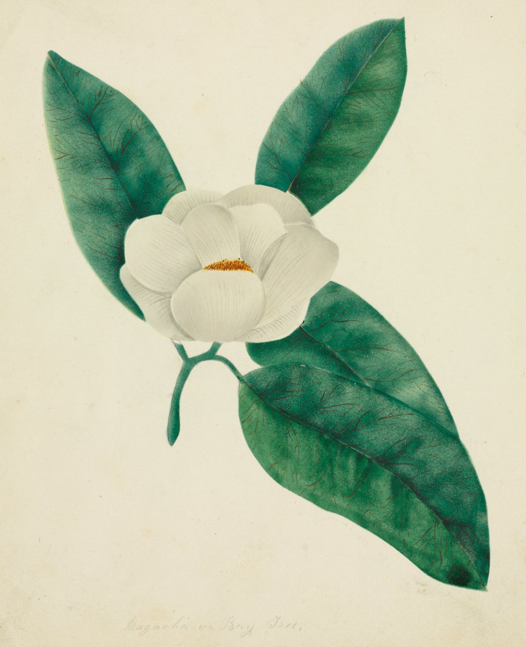 Magnolia da Mary Altha Nims