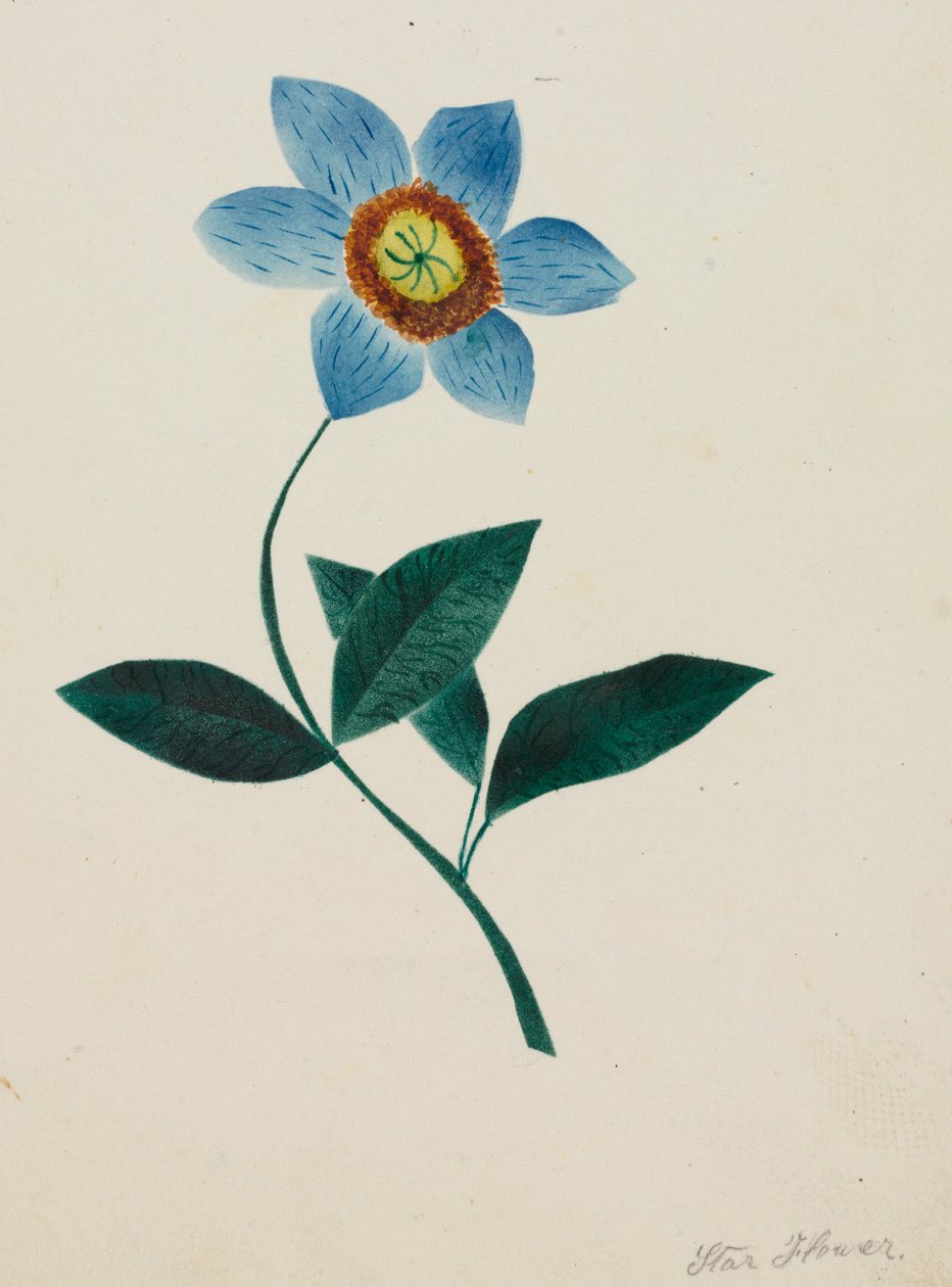 Fiore Stellato da Mary Altha Nims
