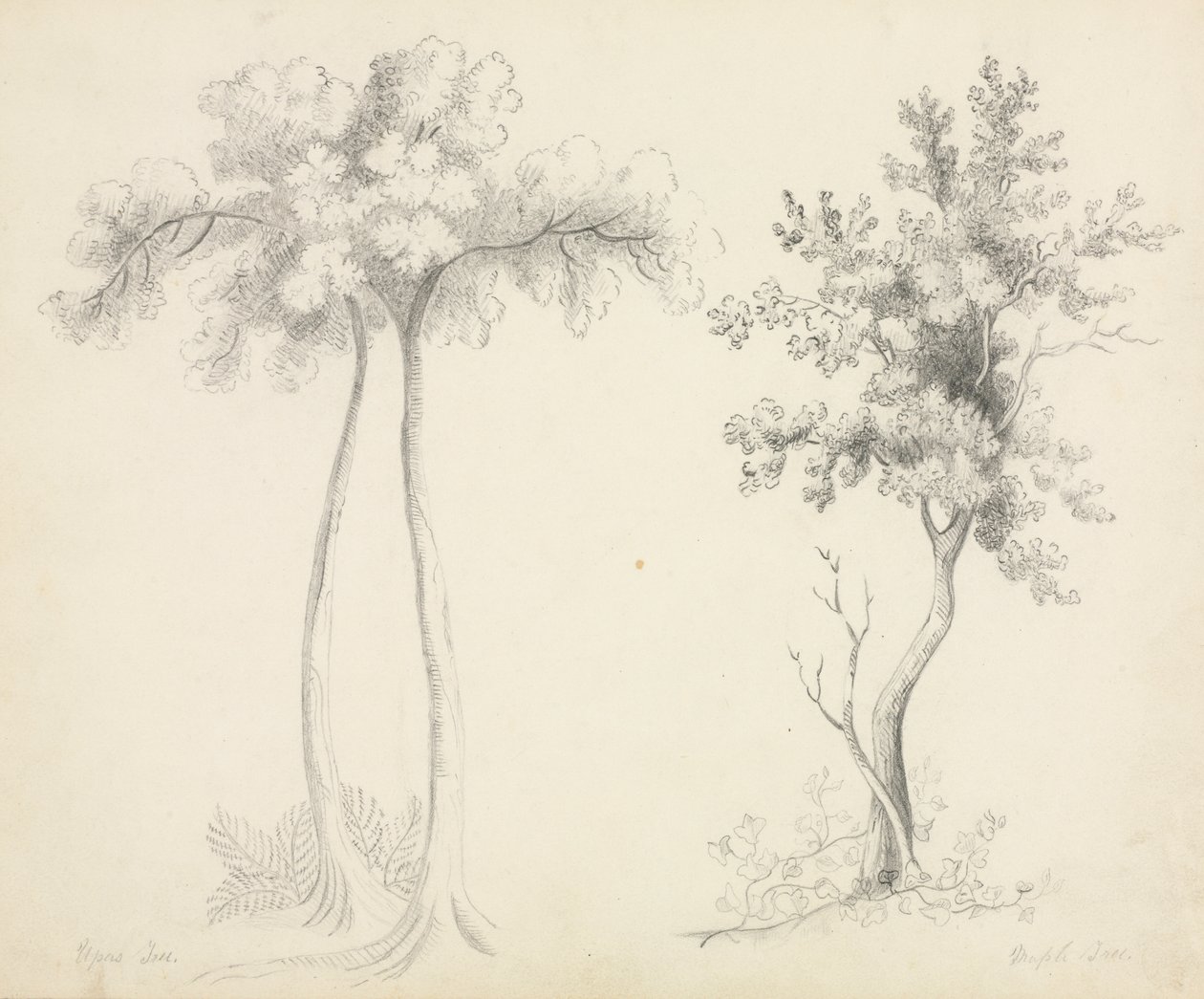 Studi di alberi di Upas e acero da Mary Altha Nims