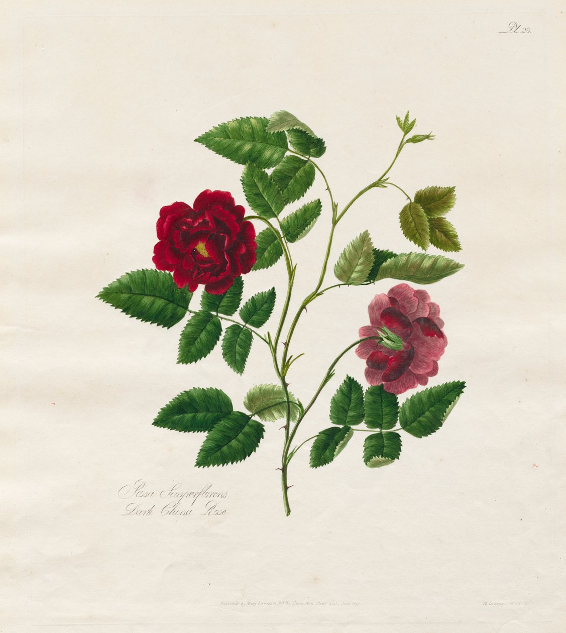 Una collezione di rose dalla natura: Rosa cinese scura da Mary Lawrence