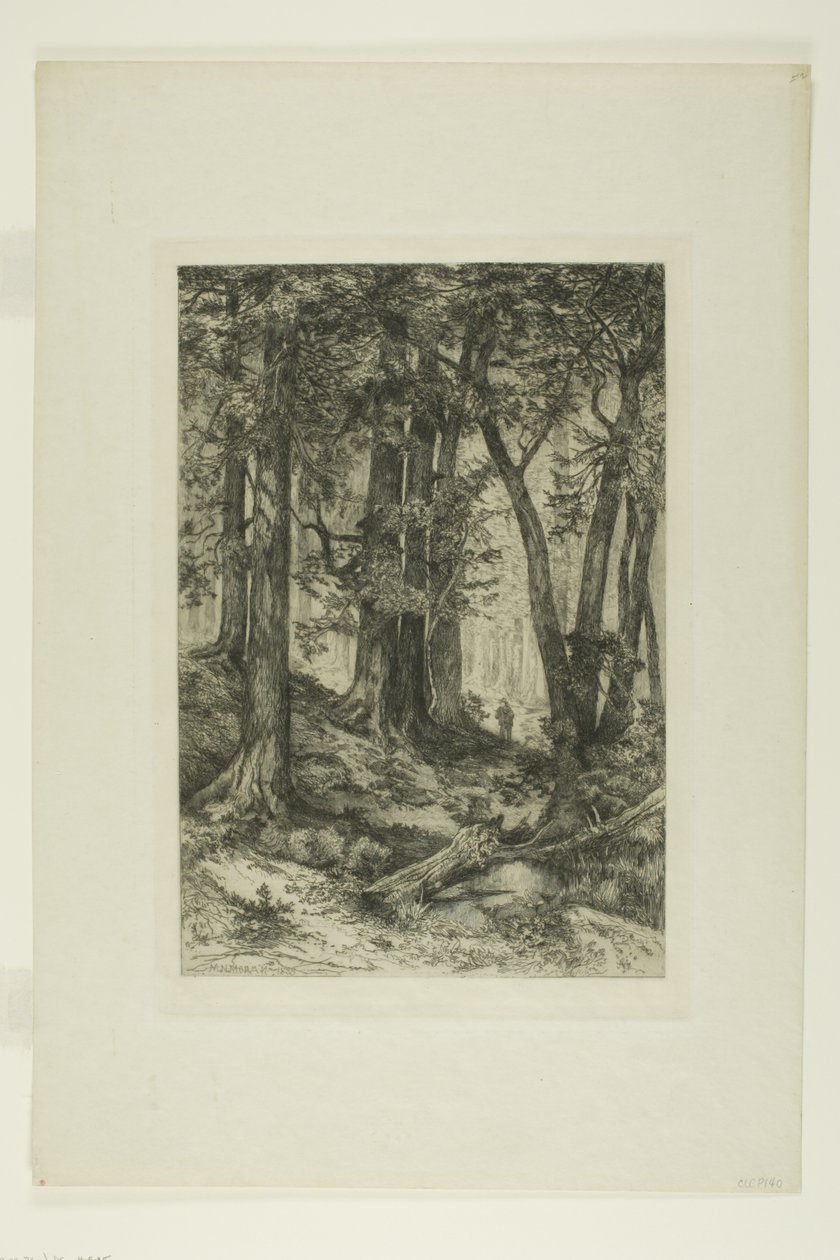 Una foresta della California da Mary Nimmo Moran