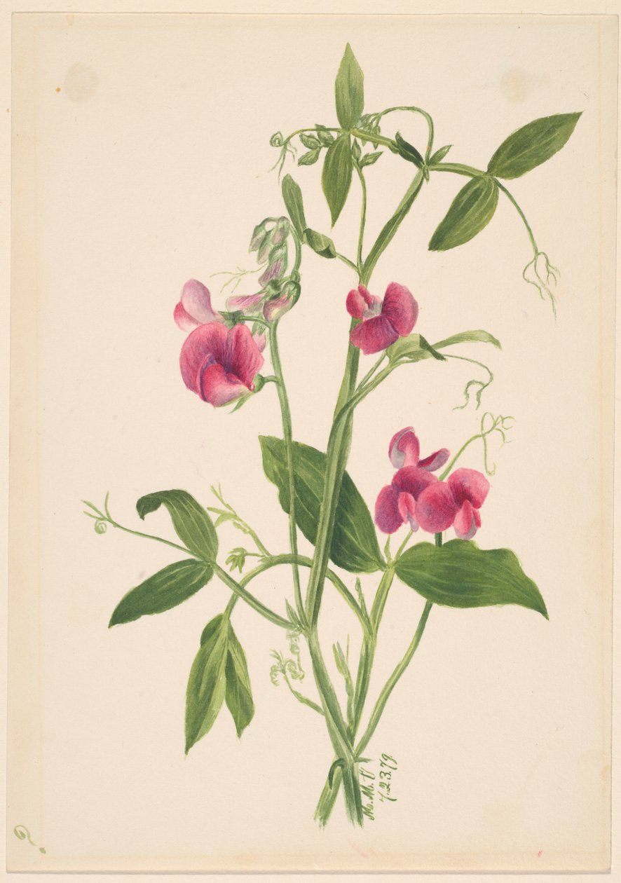 (Senza titolo - Studio di un fiore) da Mary Vaux Walcott