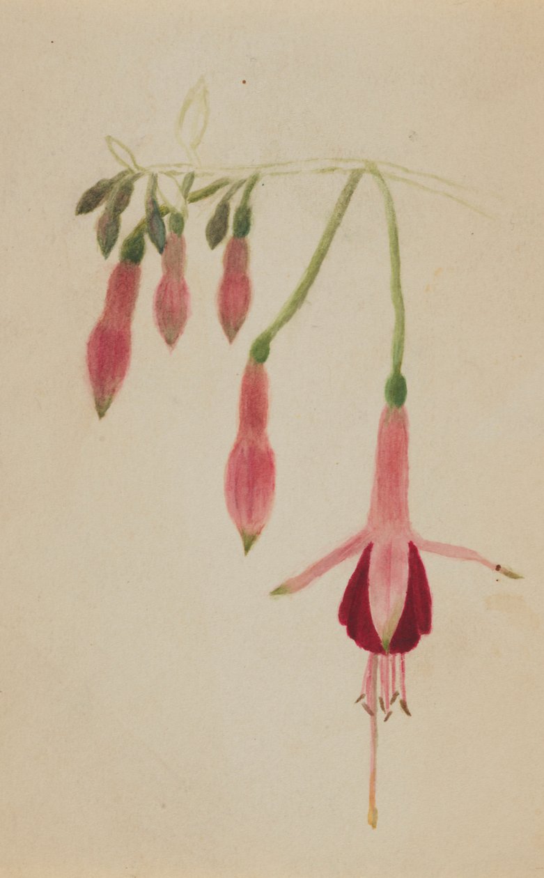 (Senza titolo - Studio di un fiore) da Mary Vaux Walcott
