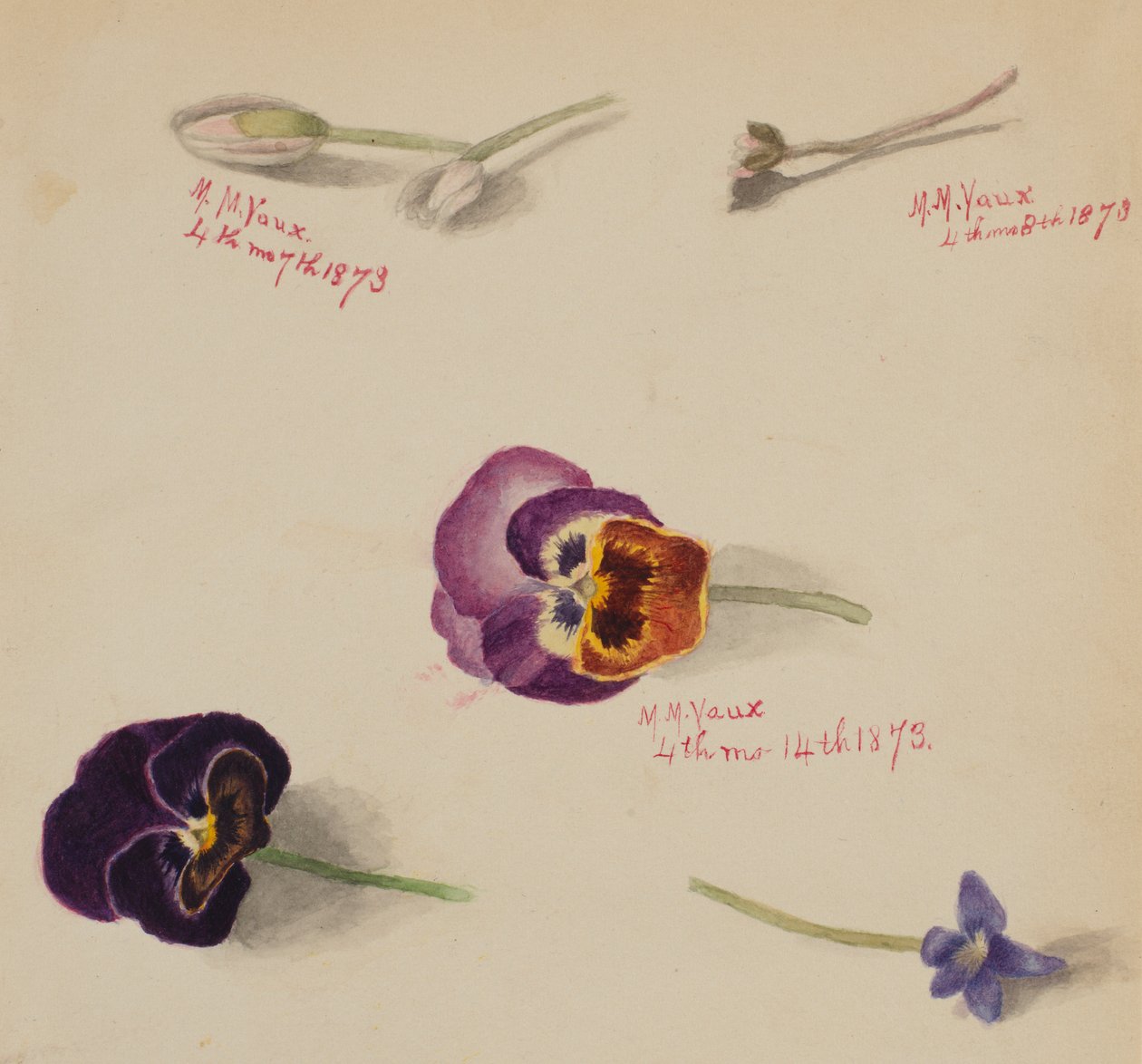 (Senza titolo - Studio di un fiore) da Mary Vaux Walcott
