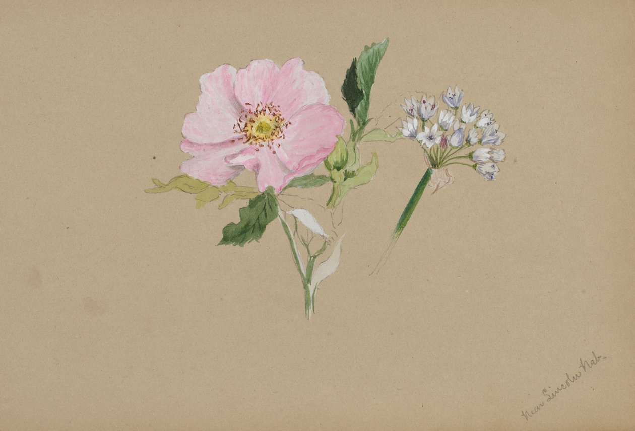 (Senza titolo - Studio di un fiore) da Mary Vaux Walcott