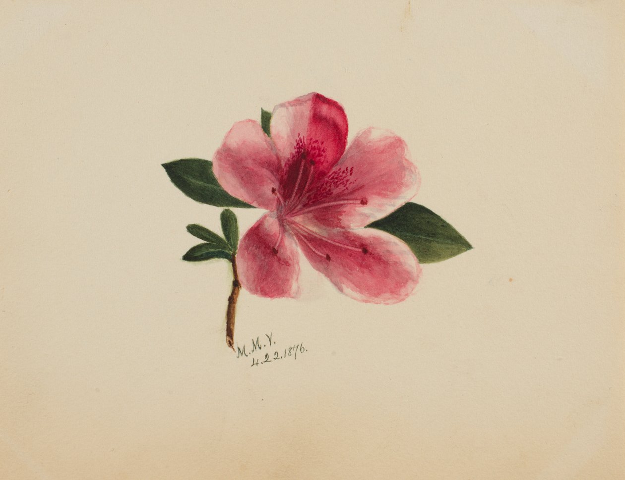 (Senza titolo - Studio di un fiore) da Mary Vaux Walcott