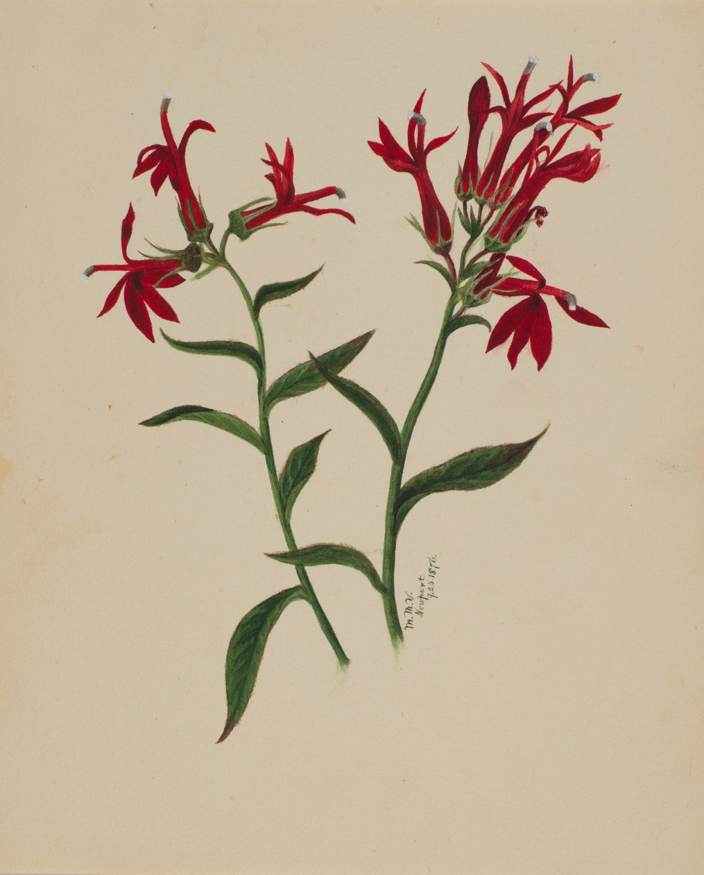 (Senza titolo - Studio di un fiore) da Mary Vaux Walcott