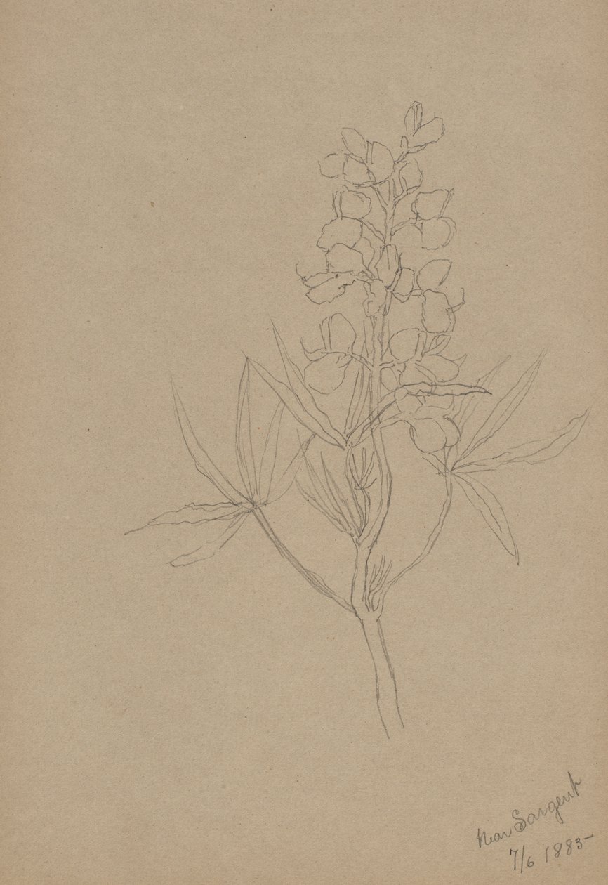 (Senza titolo - Studio di un fiore) da Mary Vaux Walcott