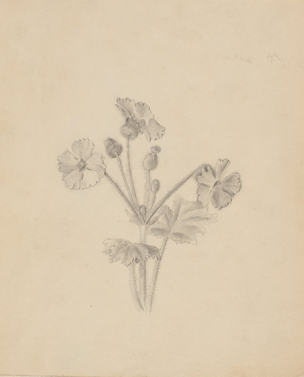 (Senza titolo - Studio di una pianta) da Mary Vaux Walcott