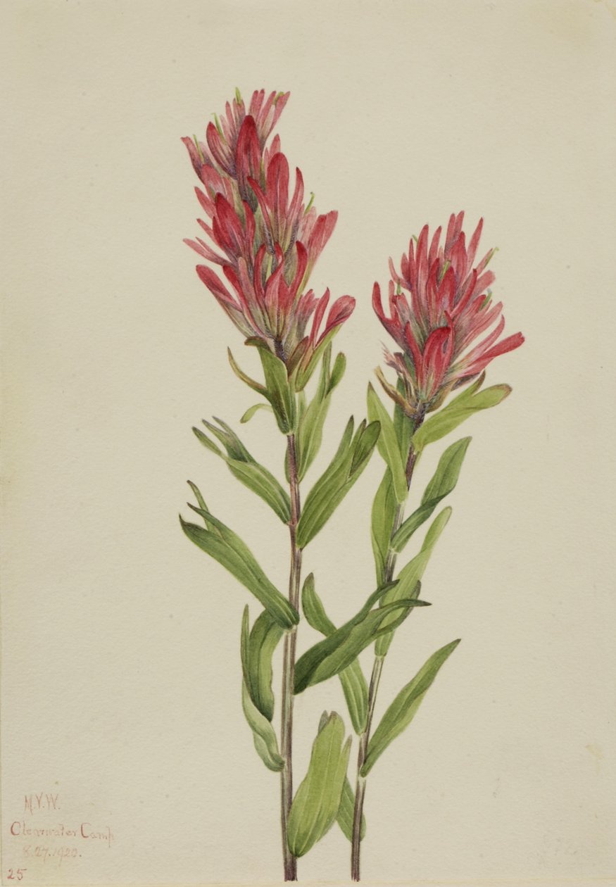 Pennello di Alberta (Catilleja miniata) da Mary Vaux Walcott