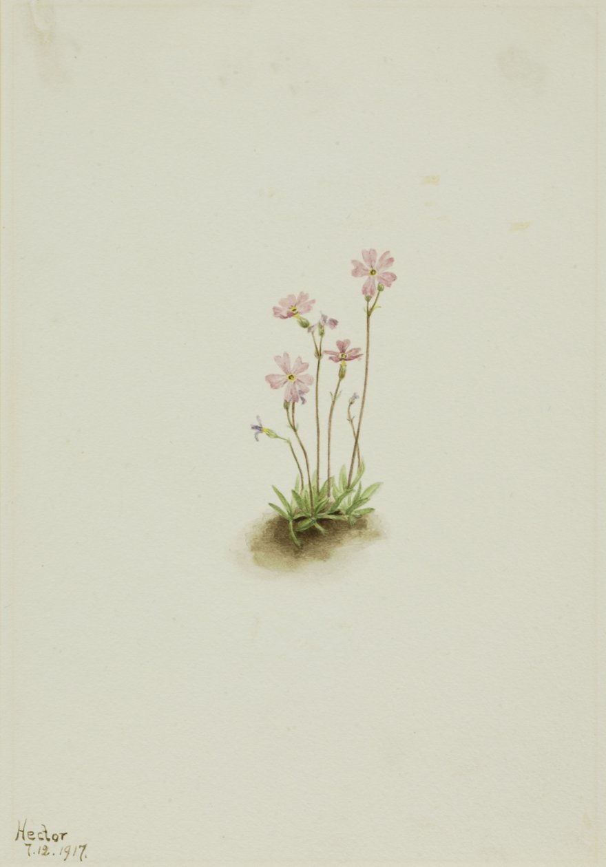 Primula dell
