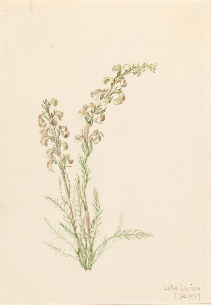 Pedicularis contorta, 1907 da Mary Vaux Walcott