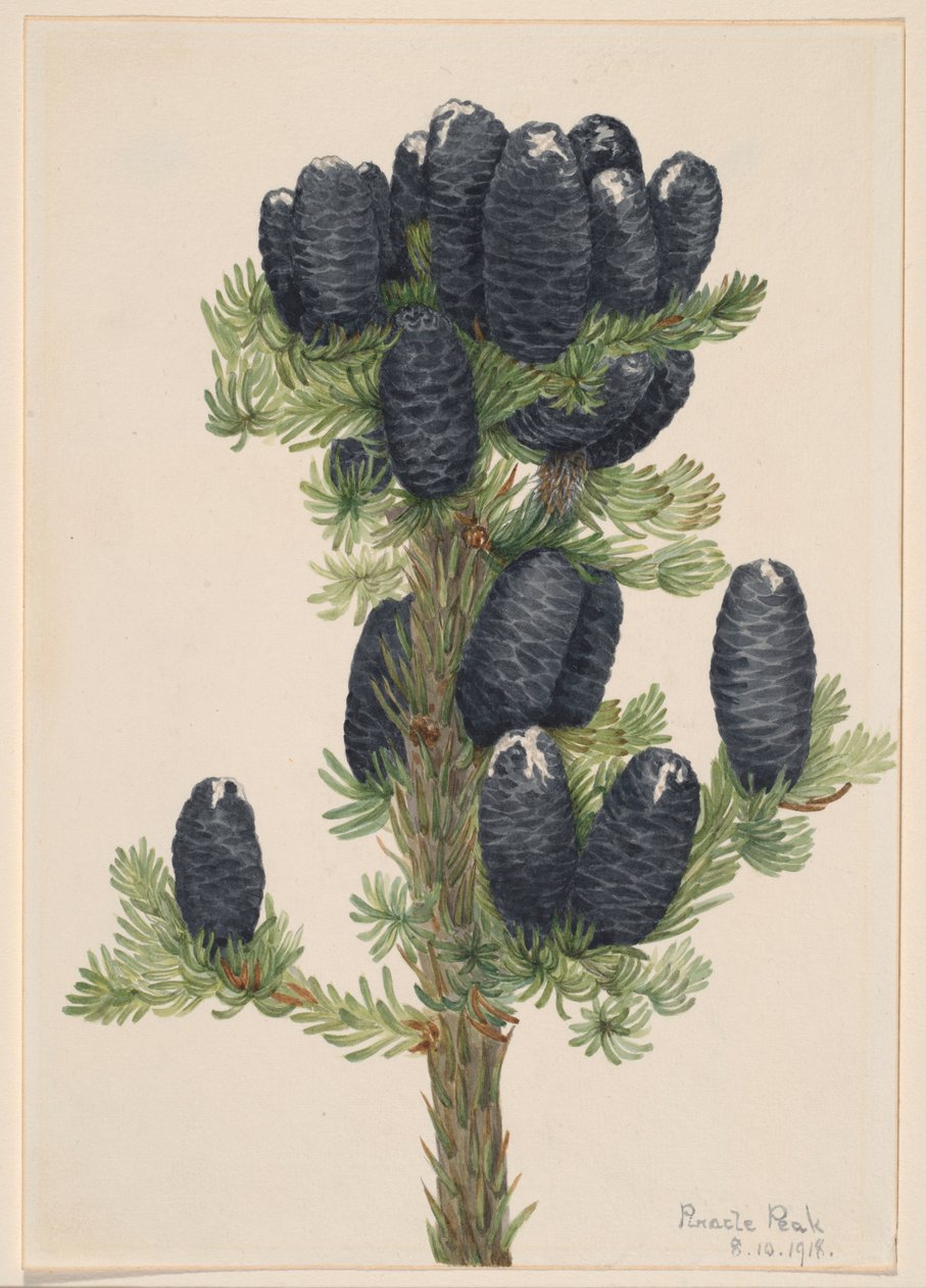 Abete alpino (Abies lasiocarpa) da Mary Vaux Walcott