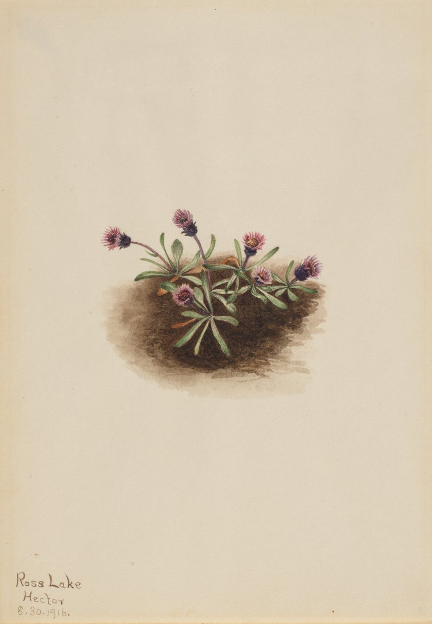 Erigeron alpino, 1916 da Mary Vaux Walcott