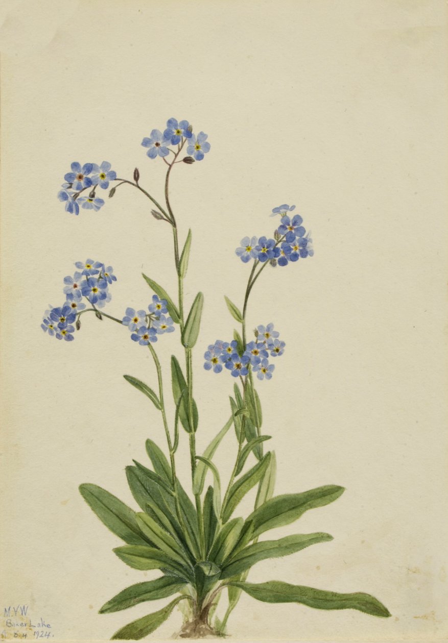 Non-ti-scordar-di-me Alpino Myosotis alpestris, 1924 da Mary Vaux Walcott