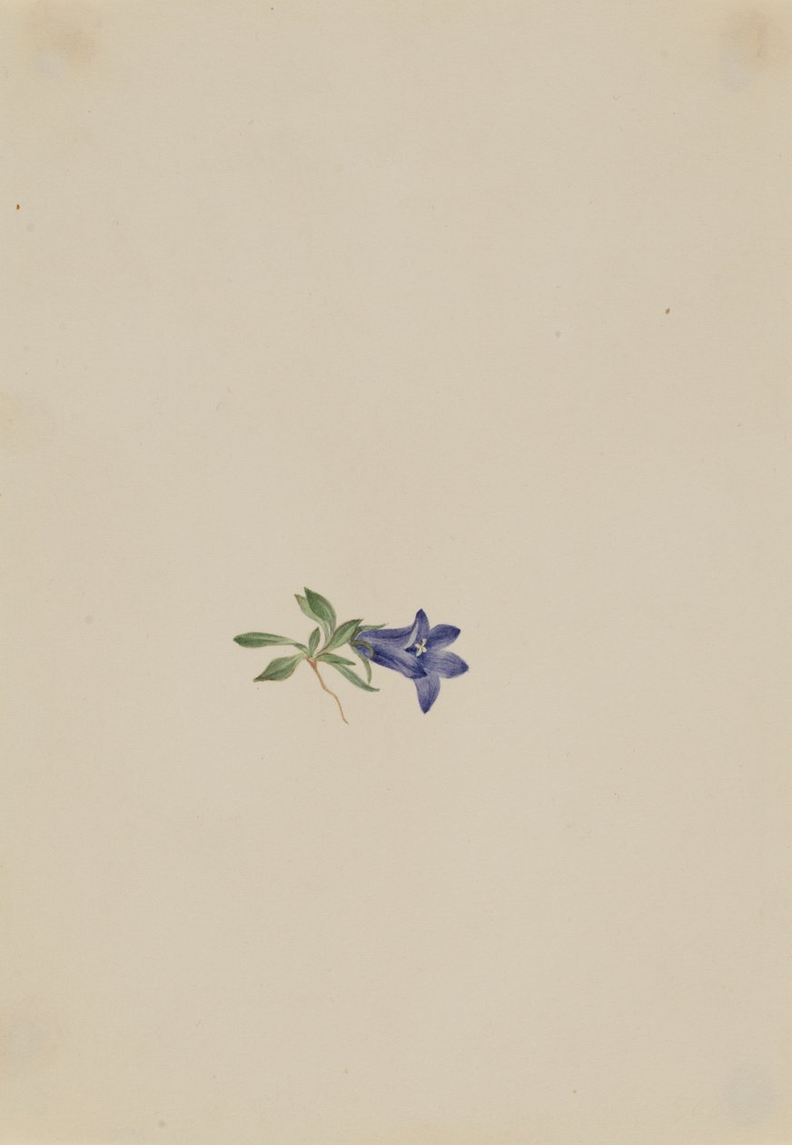 Campanula alpina (Campanula lasiocarpa) da Mary Vaux Walcott